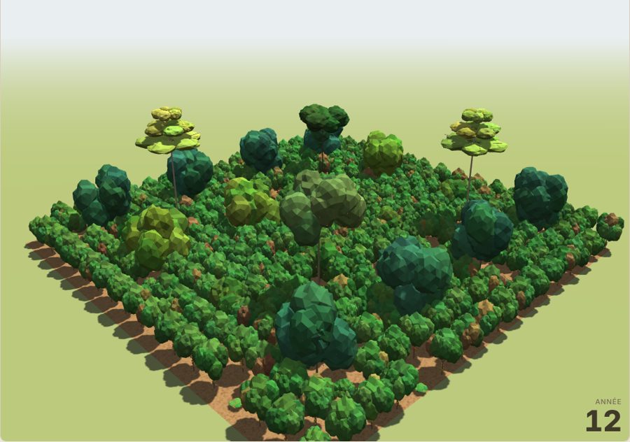 Agroforêt de cacao en 3D à 12 ans, avec fraké, njansang et arbres fruitiers au-dessus des cacaoyers